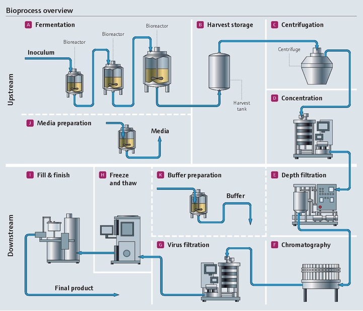 Ilustración detallada del bioproceso