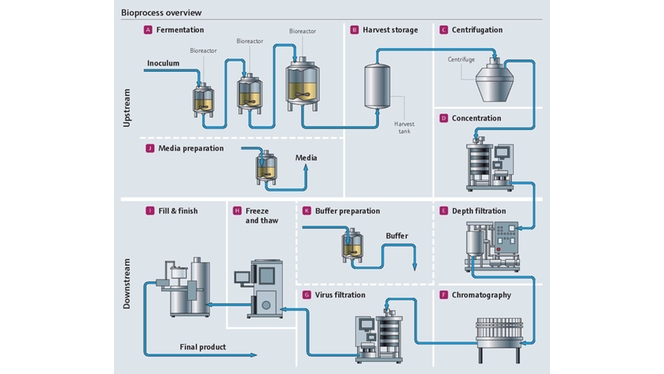 Ilustración detallada del bioproceso
