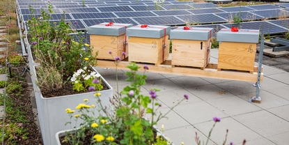 El tejado de las instalaciones de Endress+Hauser Flow alberga varias colmenas de abejas productoras de miel