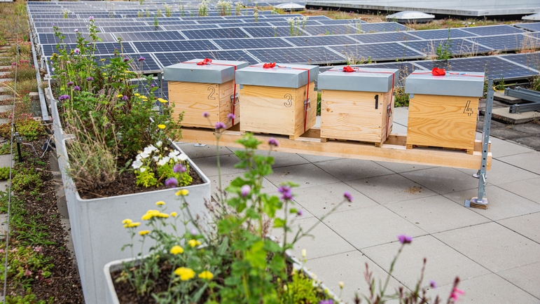 El tejado de las instalaciones de Endress+Hauser Flow alberga varias colmenas de abejas productoras de miel